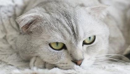 九游体育jiuyousports-青年才俊闪耀转会市场，多家俱乐部争逐未来之星，青年才俊,未来可期