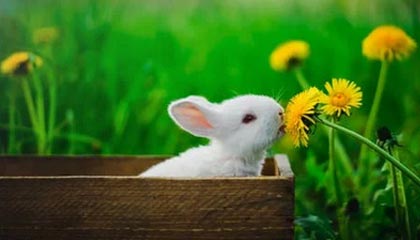 九游体育jiuyousports-青年才俊闪耀转会市场，多家俱乐部争逐未来之星，青年才俊,未来可期