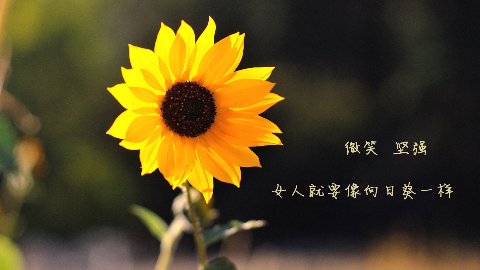 【比赛精彩】马克·塞尔比：精彩的防守反击瞬间集锦，马克塞尔比训练