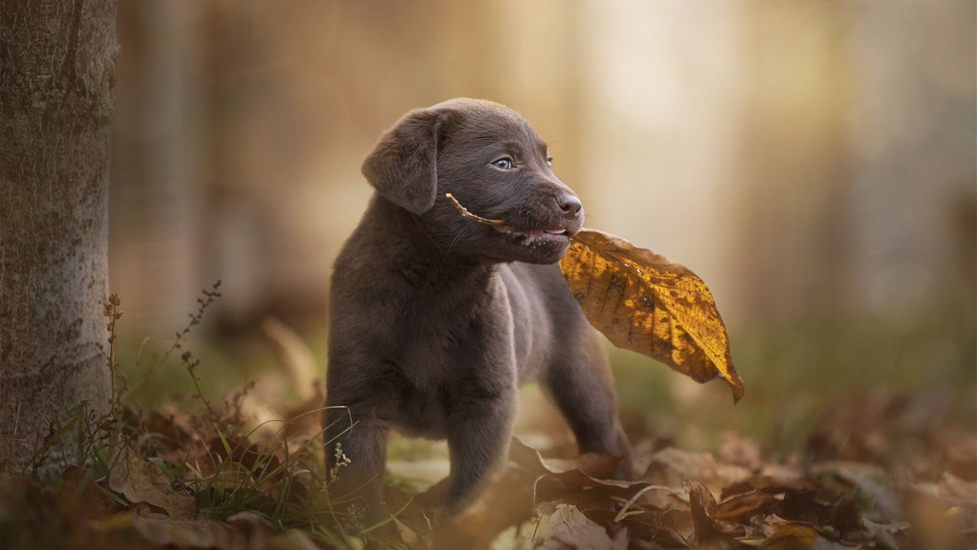 九游APP官网-鹈鹕训练营引入虚拟战术模拟系统，鹈鹕天赋满满